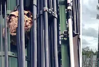 QuickCheck: Did a telco worker in Penang have to be rescued due to wasps?