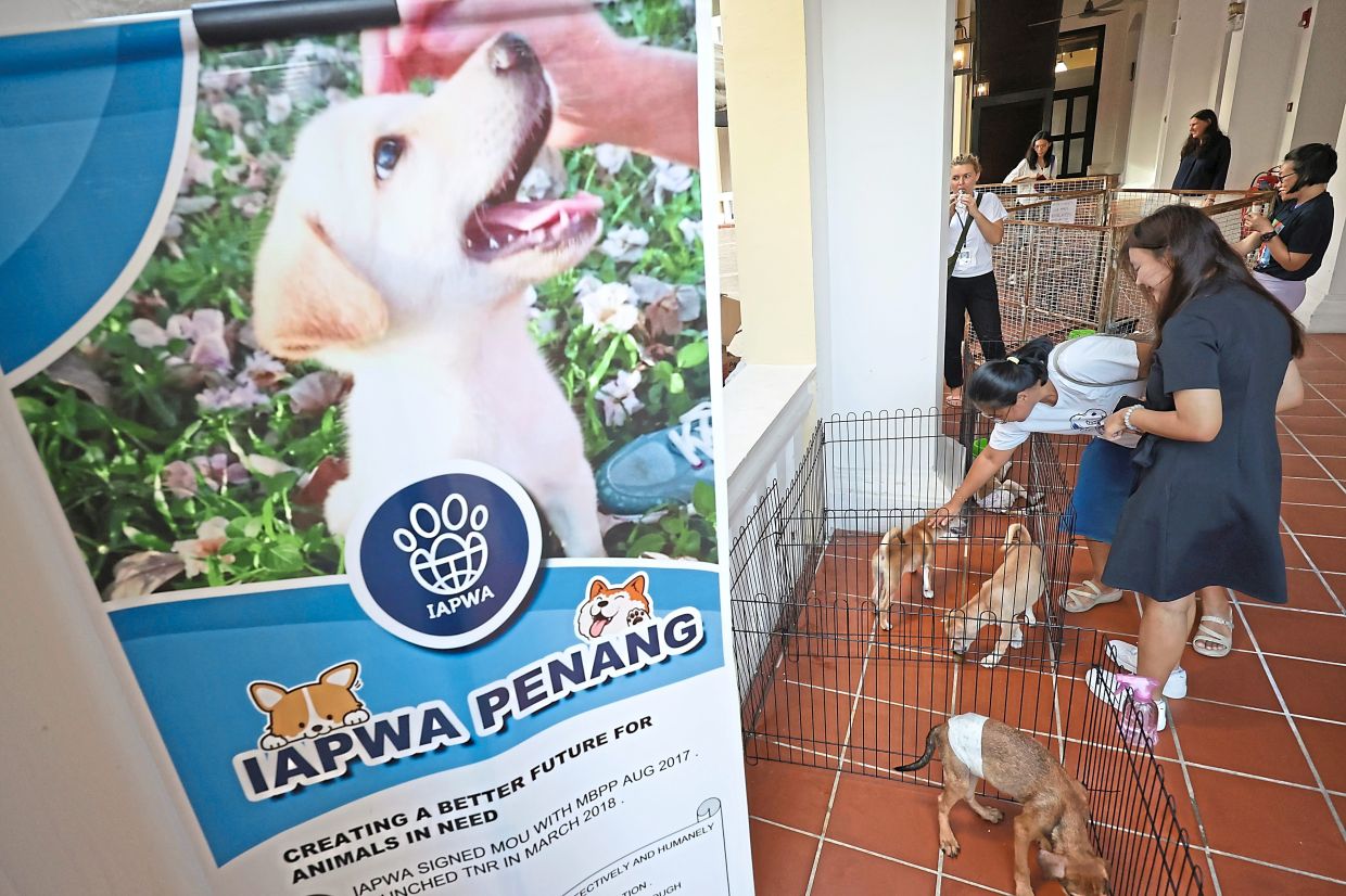 IAPWA Penang has been conducting the TNR programme in collaboration with MBPP since March 2018. —Filepic