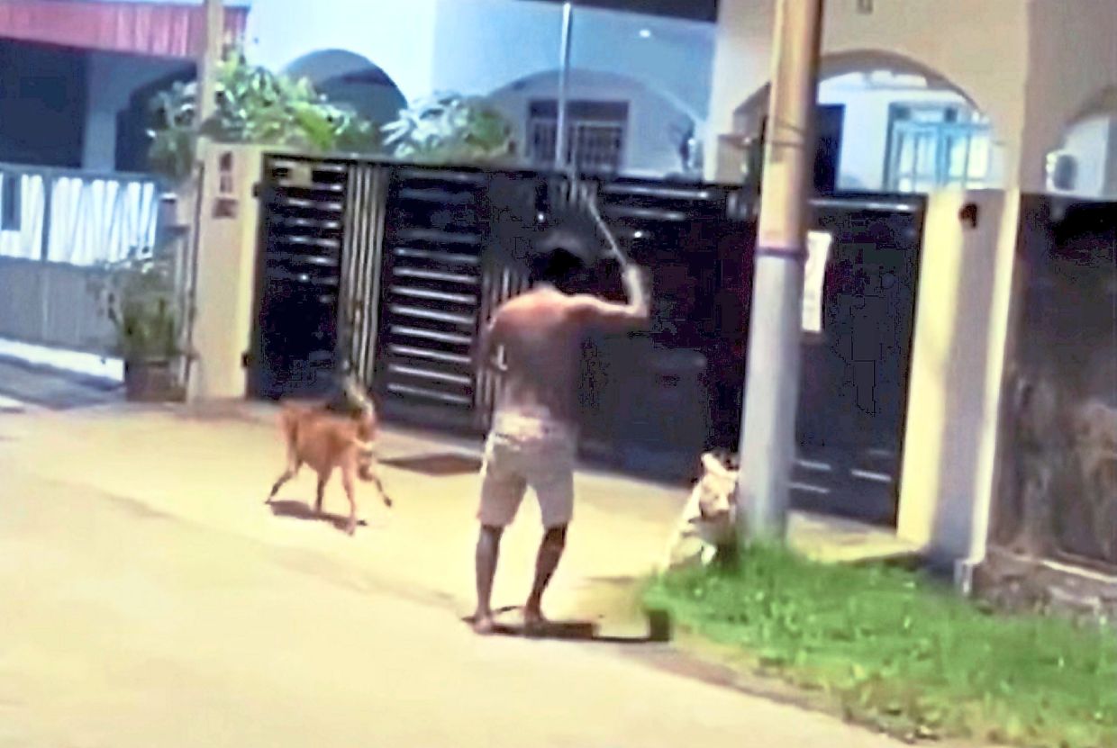 Man arrested over killing of pet dog | The Star
