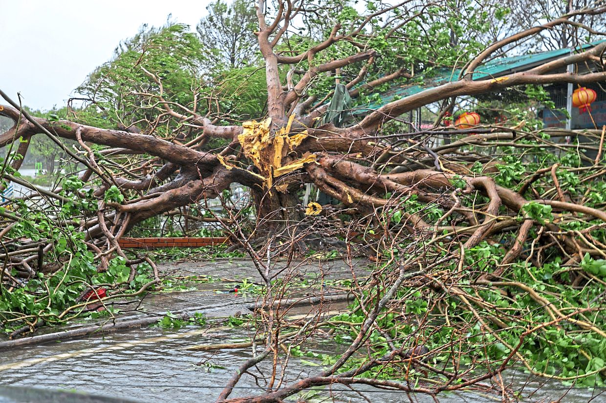 Broken branches: Fallen trees lying on the ground after Typhoon Bualoi made landfall in Nghe An province. — Reuters
