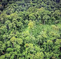 Forests as cornerstone of CO2 storage strategy