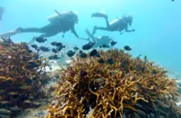 Johor in bid to save Mersing hard corals