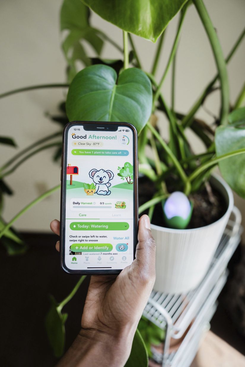 A Flora Pod smart plant monitor inserted into the soil of a potted plant and plant-care instructions displayed on the gadget's accompanying mobile app. — FloraSense, Inc via AP