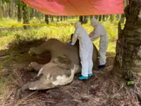 Organ failure cause of elephant’s death, findings reveal