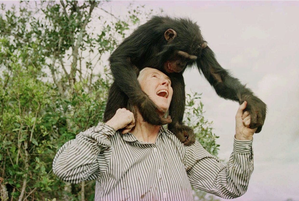 Jane Goodall plays with Bahati, a 3-year-old female chimpanzee, at the Sweetwaters Chimpanzee Sanctuary near Nanyuki, north of Nairobi, on Dec. 6, 1997. – Photo: AP Photo/Jean-Marc Bouju