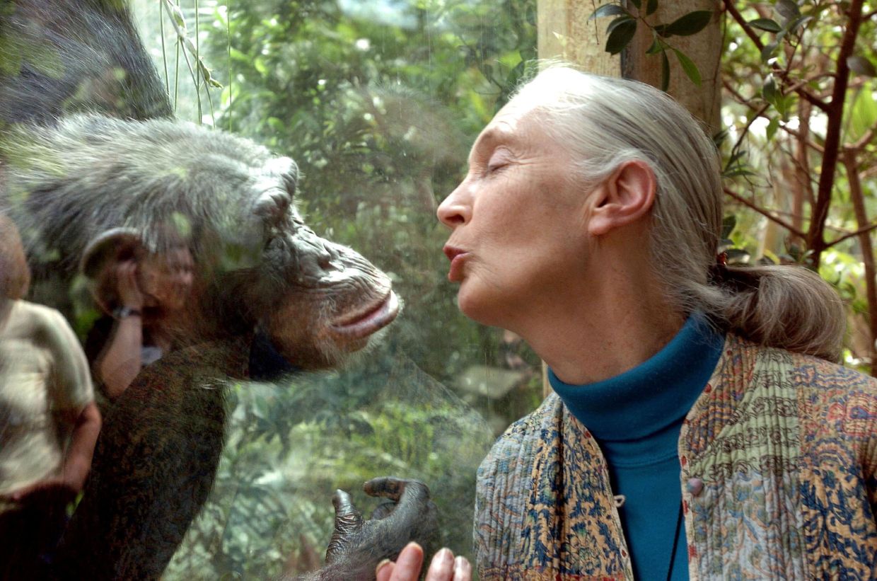 Jane Goodall, the world's foremost authority on chimpanzees, communicates with chimpanzee Nana, on June 6, 2004 at the zoo of Magdeburg in eastern Germany. – Photo: JENS SCHLUETER / DDP / AFP