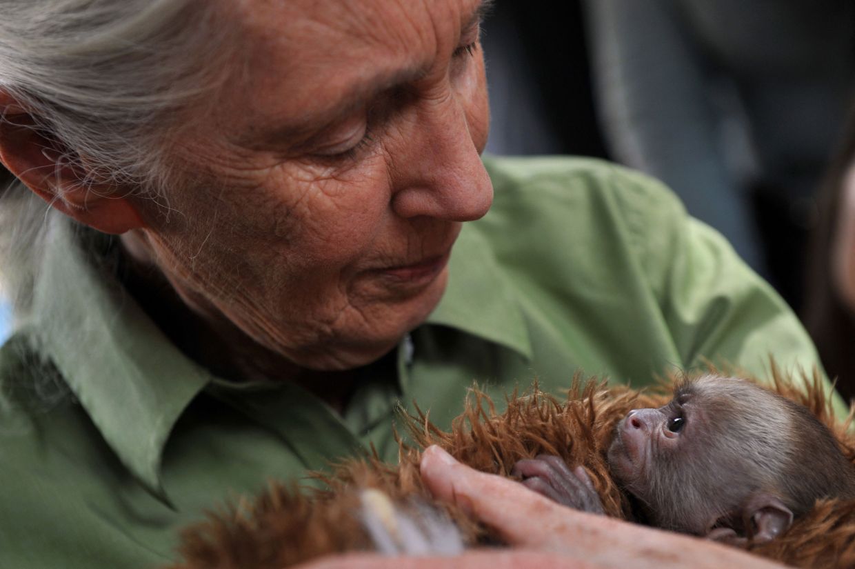 British anthropologist and primatologist Jane Goodall holds a baby Cariblanco monkey (cebus capucinus) during her visit to the Rehabilitation Center and Primate Rescue, in Peñaflor, 36 km southwest from Santiago, on November 23, 2013, as part of her activities while visiting Chile. – Photo: Hector RETAMAL / AFP)