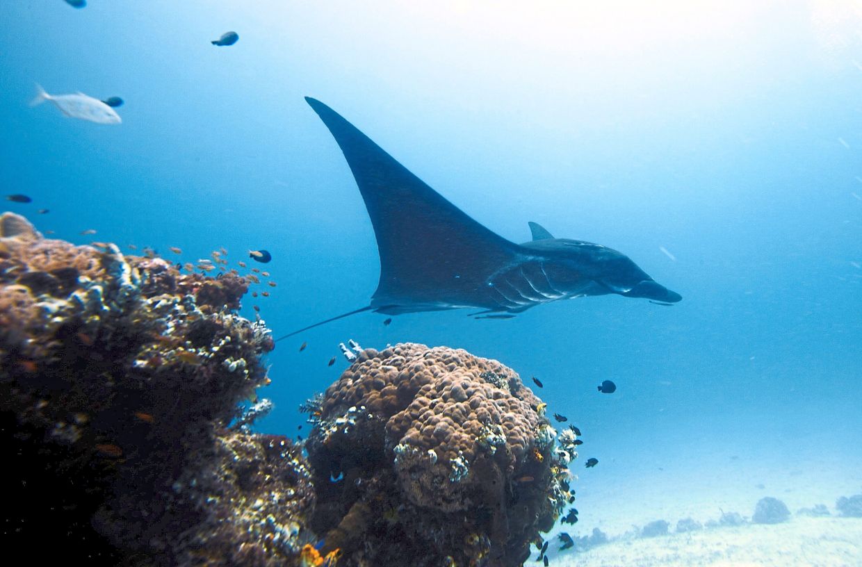 A file photo of a manta ray swimming in the water near Raja Ampat islands, Indonesia. — HERMAN HARSOYO/AP 