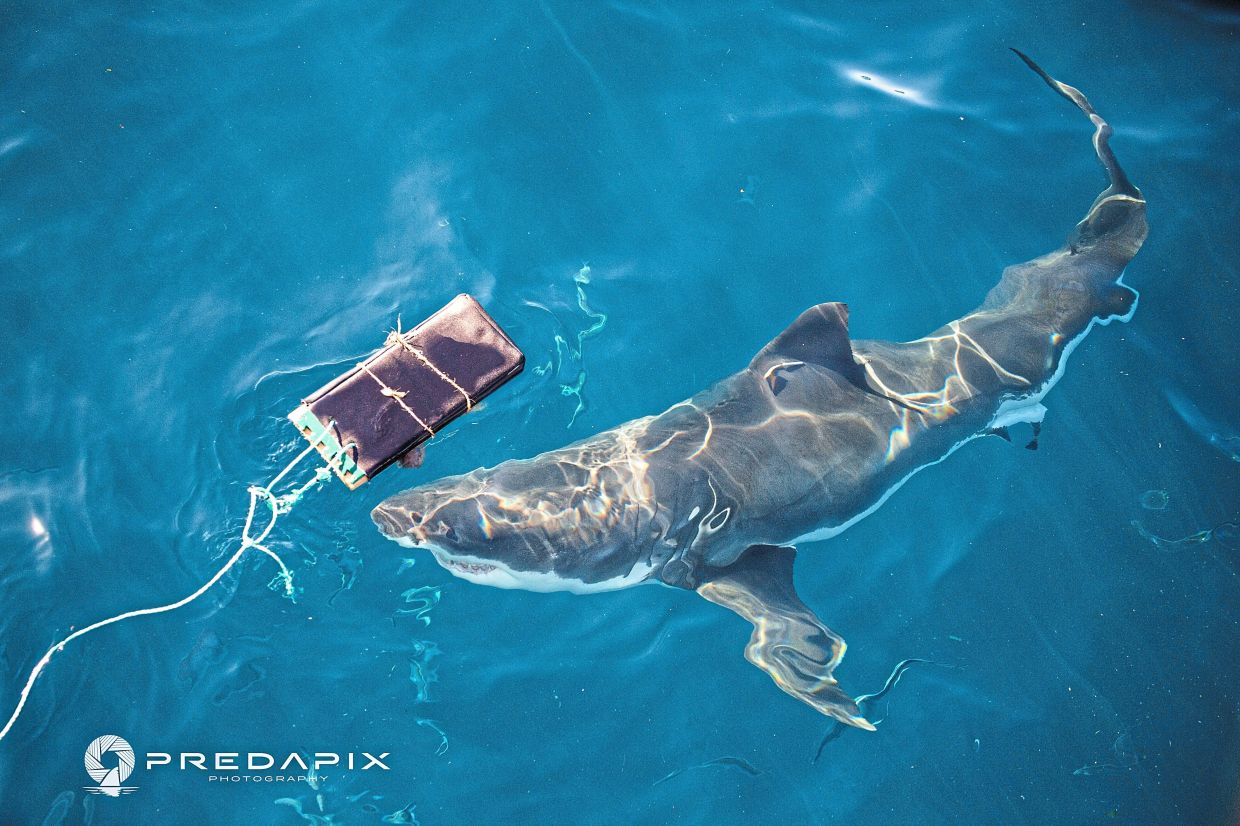 A file photo from 2019 showing a curious white shark swimming around a testing board with bite-resistant neoprene at Neptune Island Group Marine Park in Australia. — Predapix/AP