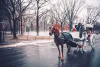 New York's horse-drawn carriages face ride into the sunset