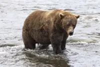 Chubby champ: Fat Bear Week crowns winner