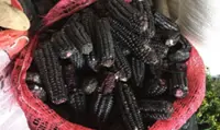 QuickCheck: Is purple corn sold in Cameron Highlands dyed with artificial colouring?