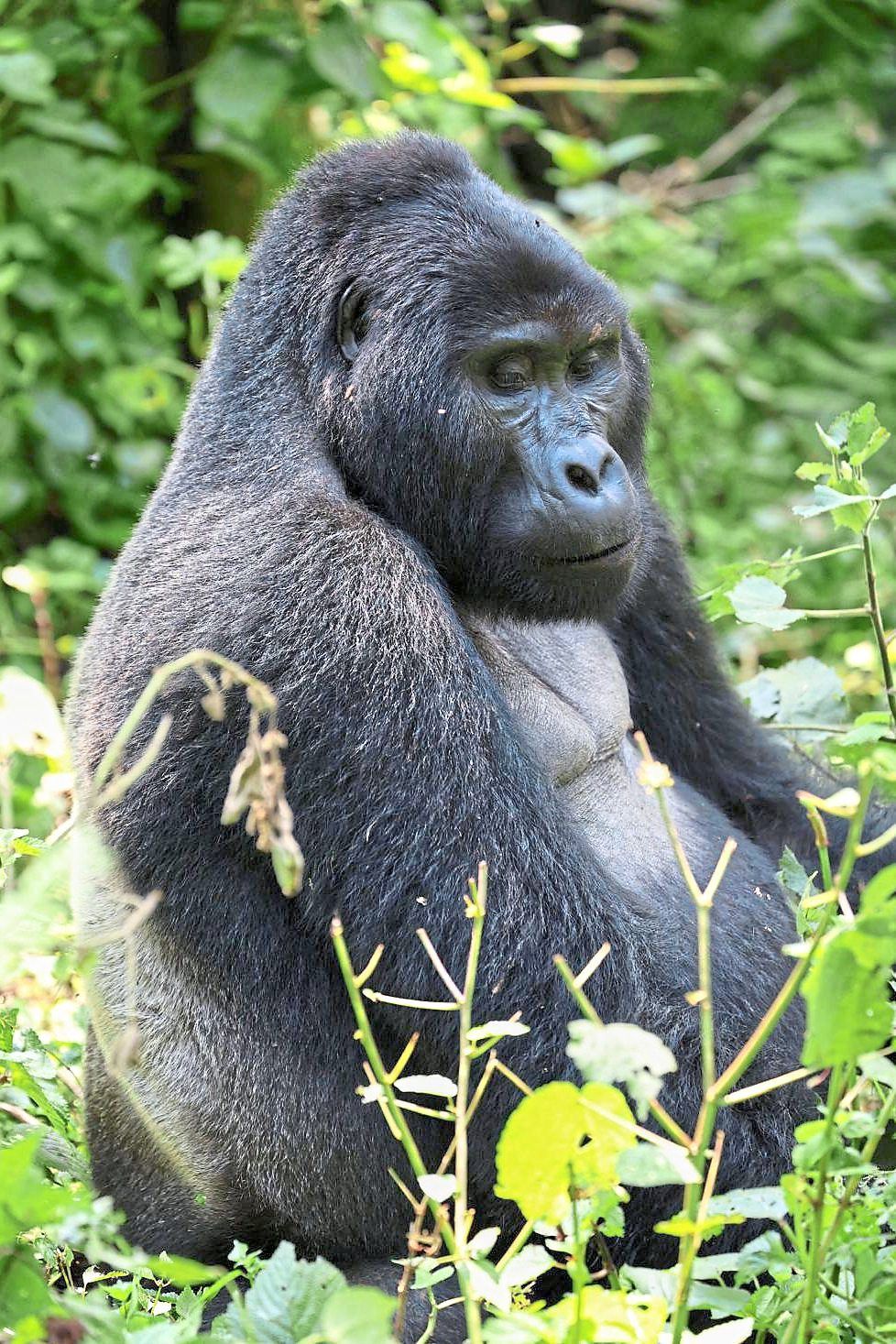 The outlook for mountain gorillas has been positive since 2018.