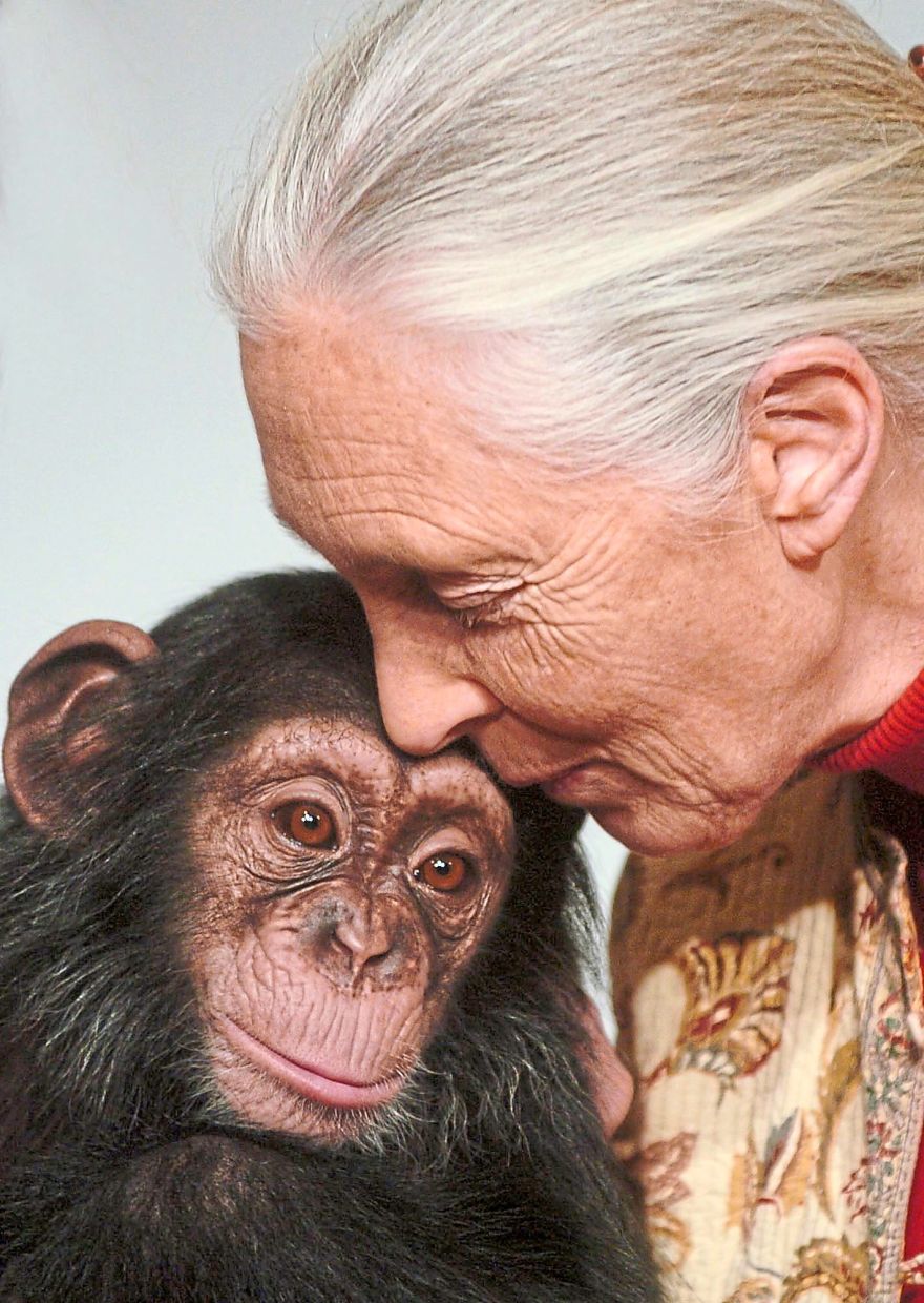 Goodall kisses Pola, a 14-month-old chimpanzee baby from the Budapest Zoo, that she symbolically adopted in Budapest, in December 2004. 