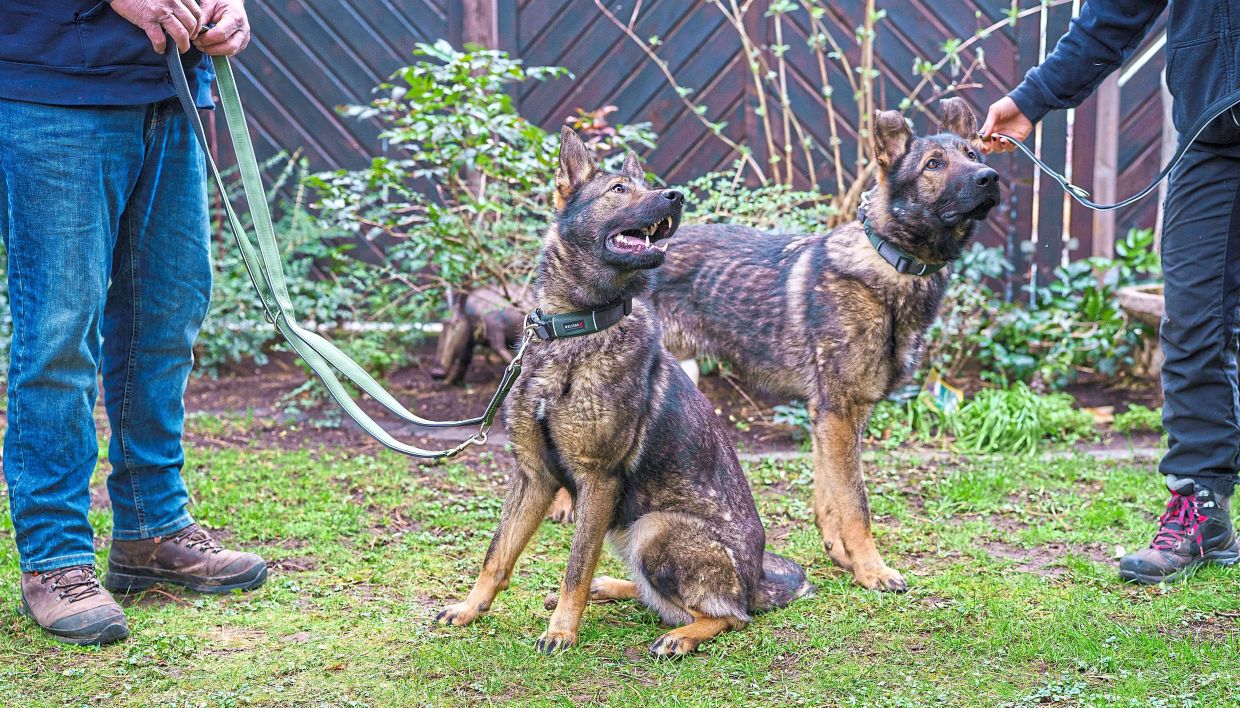 After completing their training, the dogs will be stationed at the gates of Kruger National Park in South Africa, where they will sniff out rhino horns.