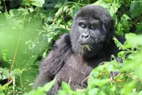 Protecting Uganda's primates through ecotourism efforts