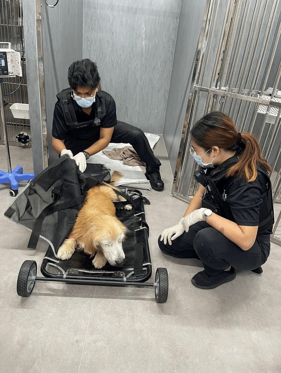 Captain Benjamin Burke (left) and Captain Rinchen Koh securing a golden retriever as they prepare to transport it from a veterinary clinic to an animal hospital. - Photo courtesy of Royal Animal Rescue