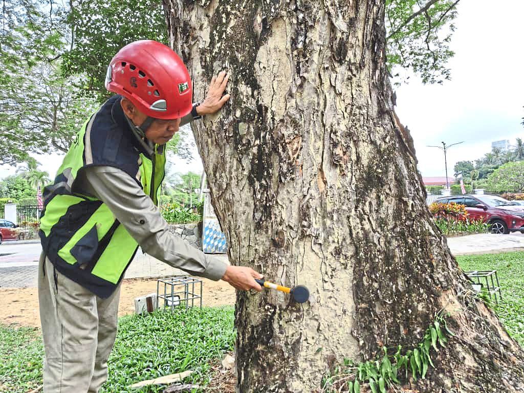 Of tech and arboriculture: How digital tools are revolutionising tree maintenance in Malaysian cities 7 Simple tools like a hammer can be used to tap the tree to check for hollowness. — ANGELIN YEOH/The Star