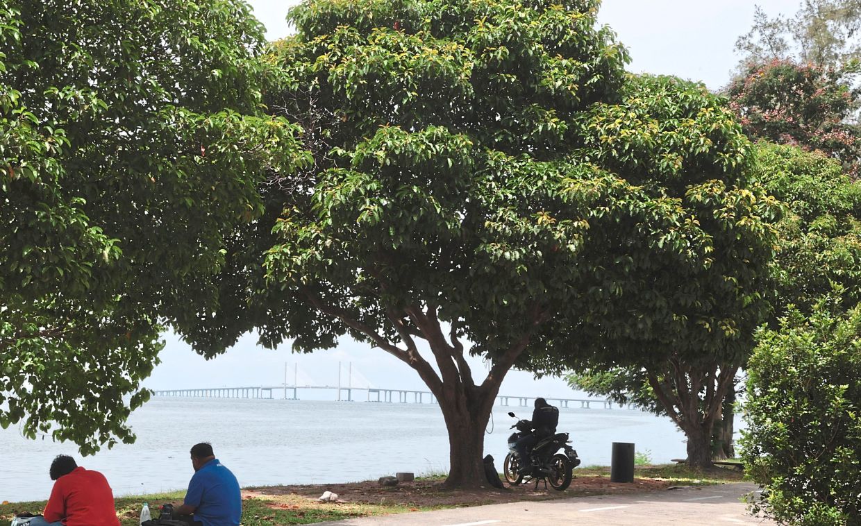 Of tech and arboriculture: How digital tools are revolutionising tree maintenance in Malaysian cities 2 Urban planners in Malaysia are exploring technological solutions to support long-term tree preservation. — ZHAFARAN NASIB/The Star