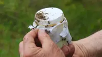 Researchers make yoghurt using ants according to a traditional recipe