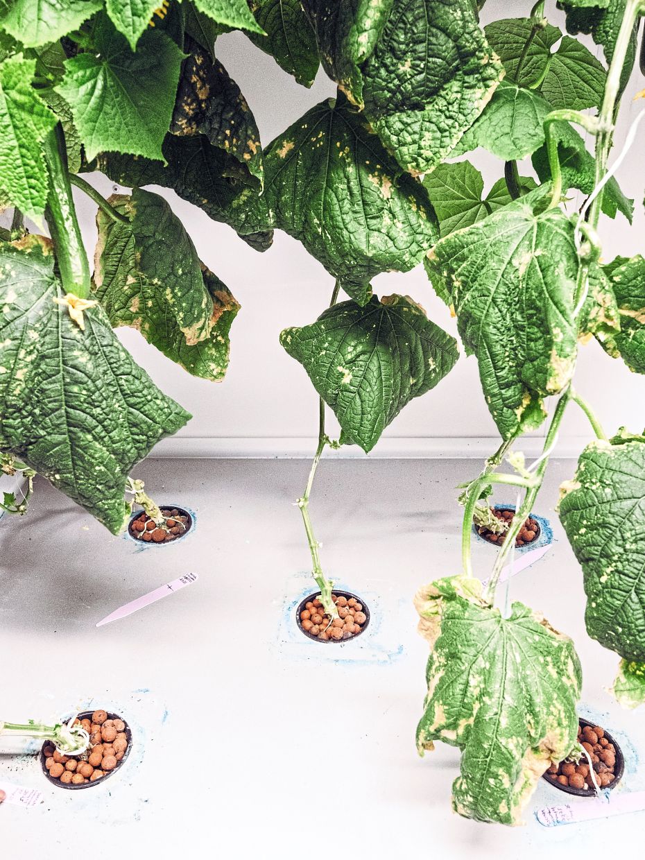 Plants are grown under artificial lights inside insulated shipping containers with no view of the outside in Gjoa Haven. — Renaud Philippe/The New York Times