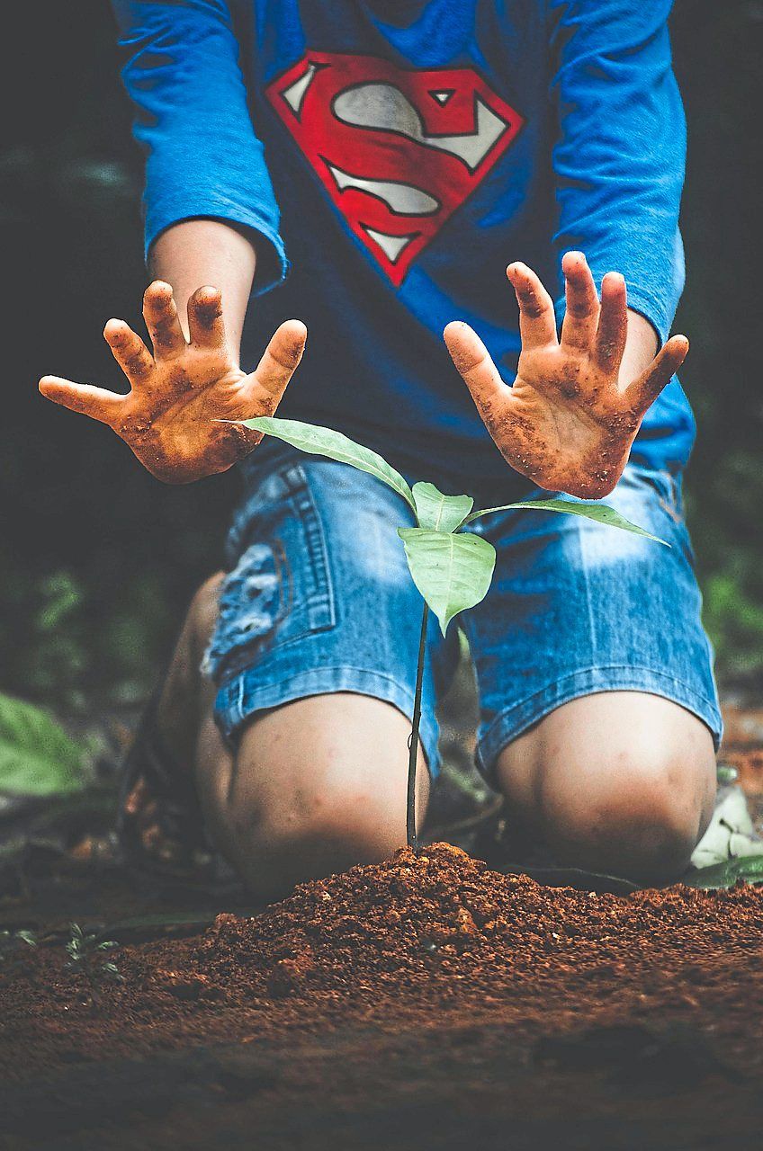 Would you plant a tree every time you fly? — Pixabay