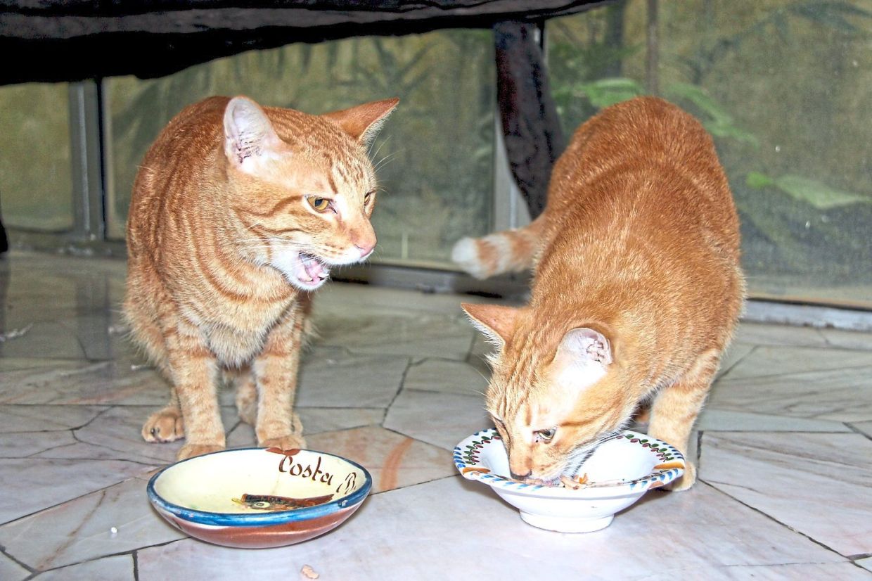 Guido (left) was purrsuaded by Target that sharing is caring.