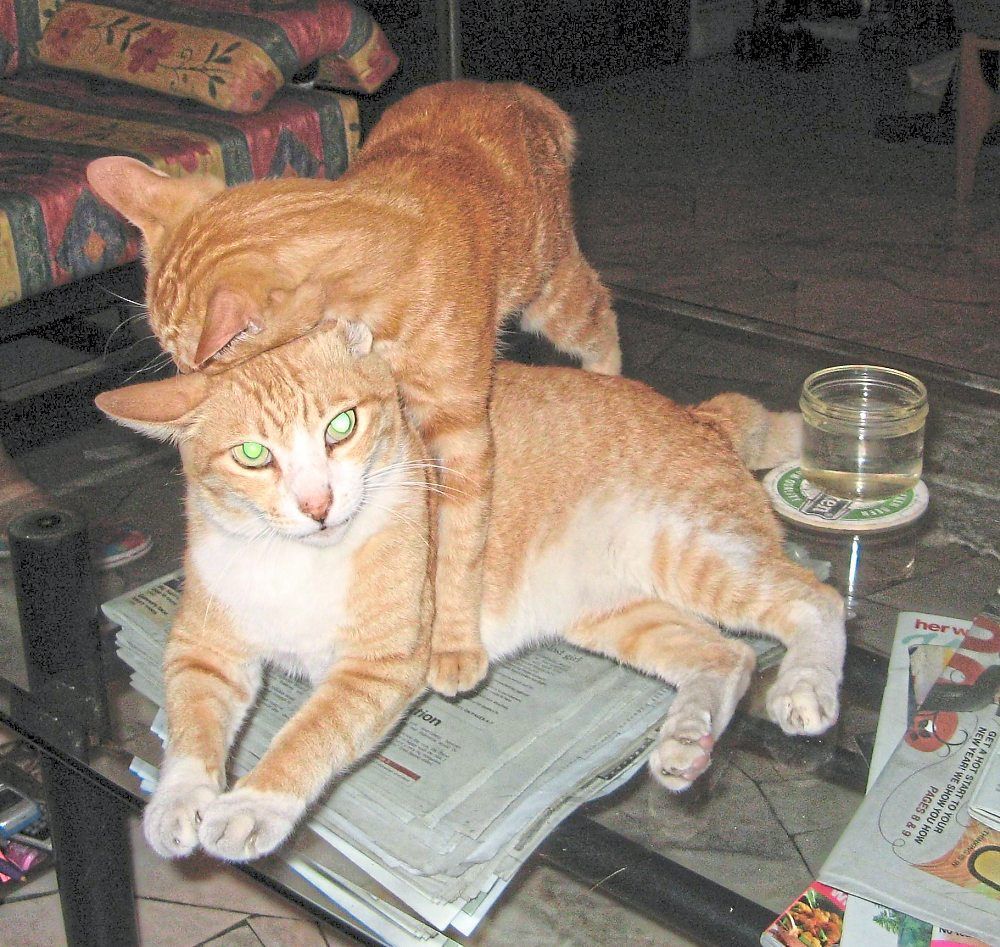 Target adopted Au as his hero.