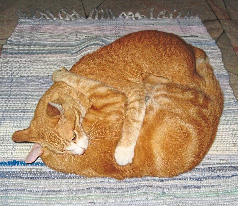 Target and Au wrestling happily.