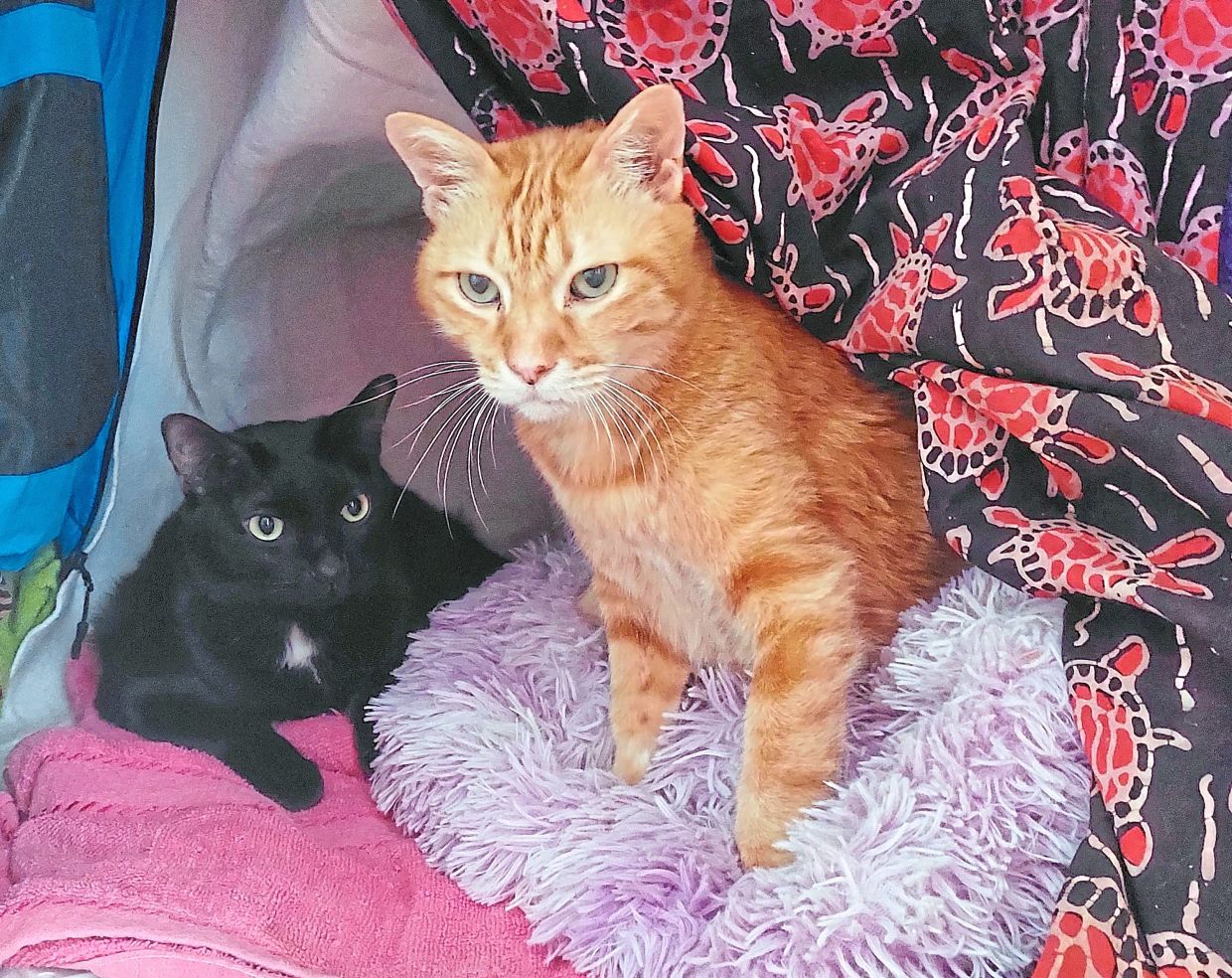 Target and Inkie in their cat cave.