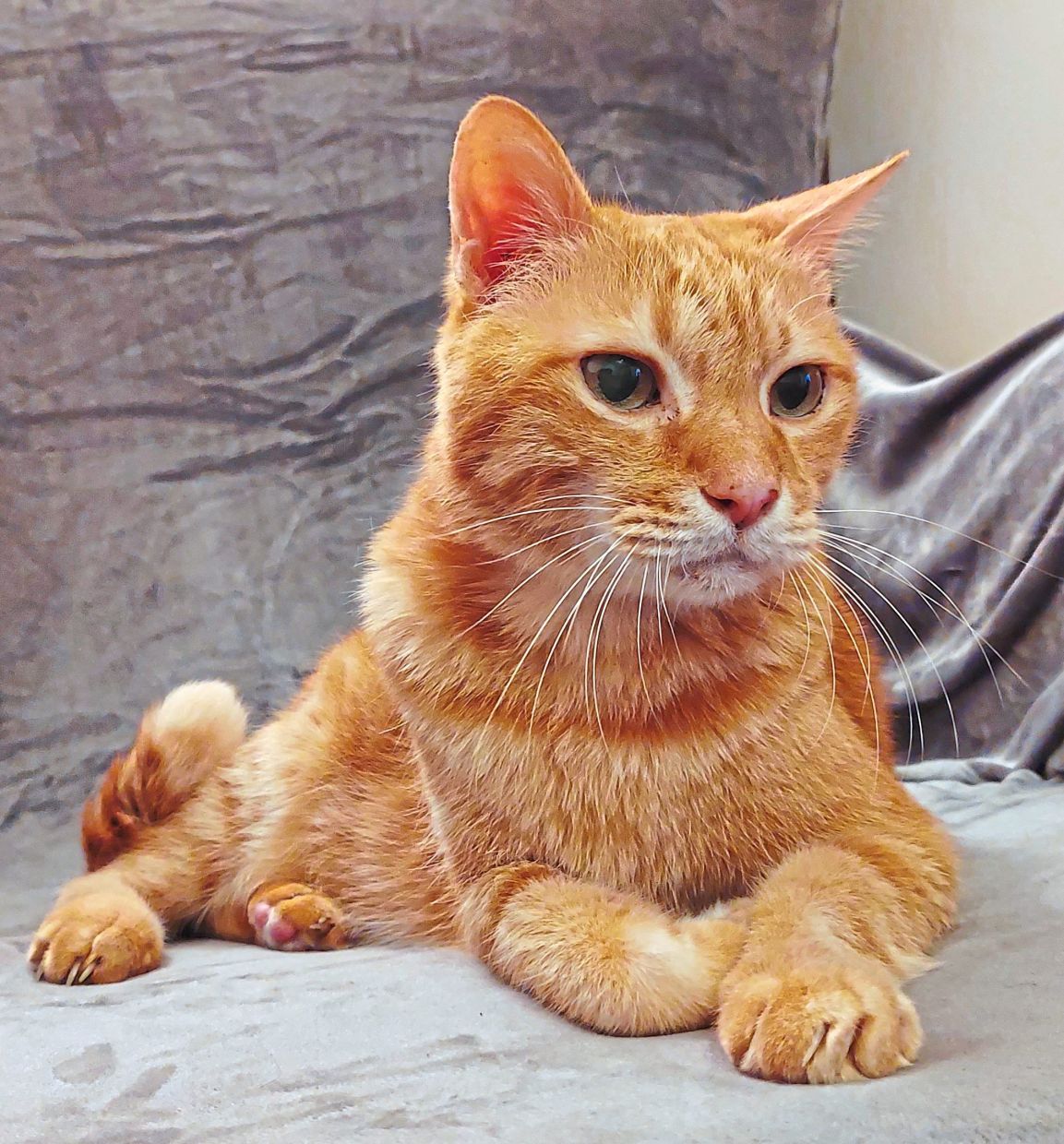 Target lives for snuggles.