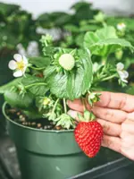 A year-round Arctic harvest