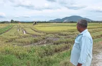 Staple rice crop at the monsoon’s mercy