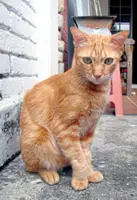 Katz Tales: Celebrating 18 years of this feline's life