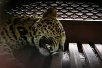 'Indeed, we have a special visitor today' - Leopard captured after wandering into an Indonesian hotel