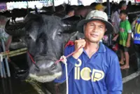 Thailand's water buffaloes have upgraded their status from draft animals to prized competitors