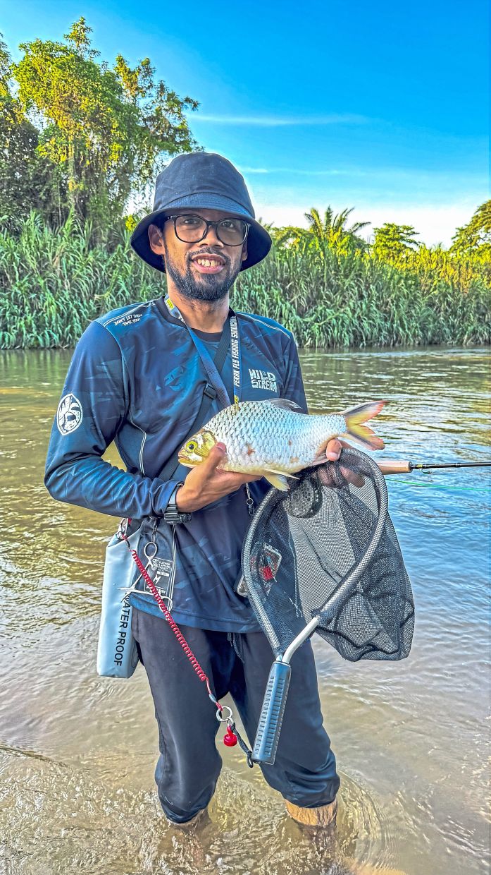 A lampam weighing 1.1kg, lifted out from Sungai Kampar before being released back into the wild.