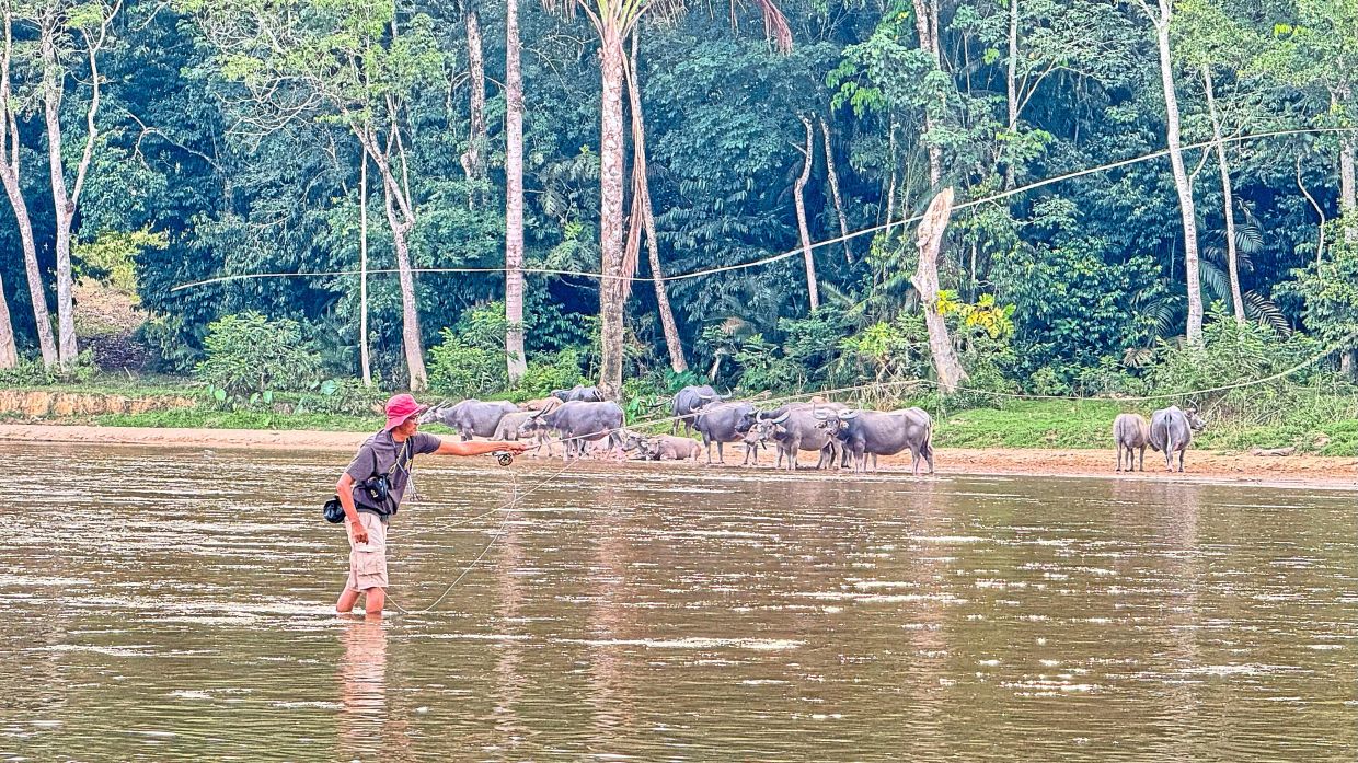 Sharing the river with water buffaloes is a classic Sungai Kampar fly-fishing scene.