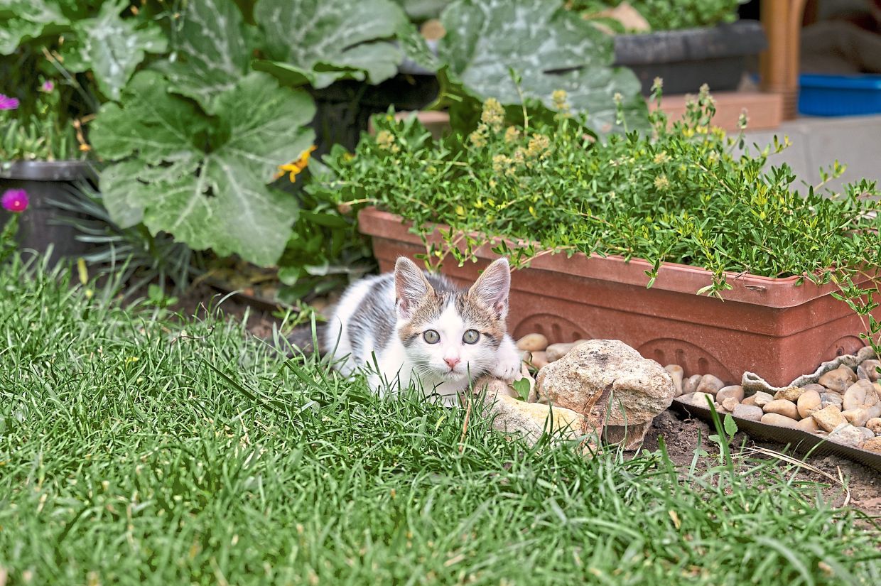 You’ll need to research which common local plants are most harmful to cats. — Photos: Freepik