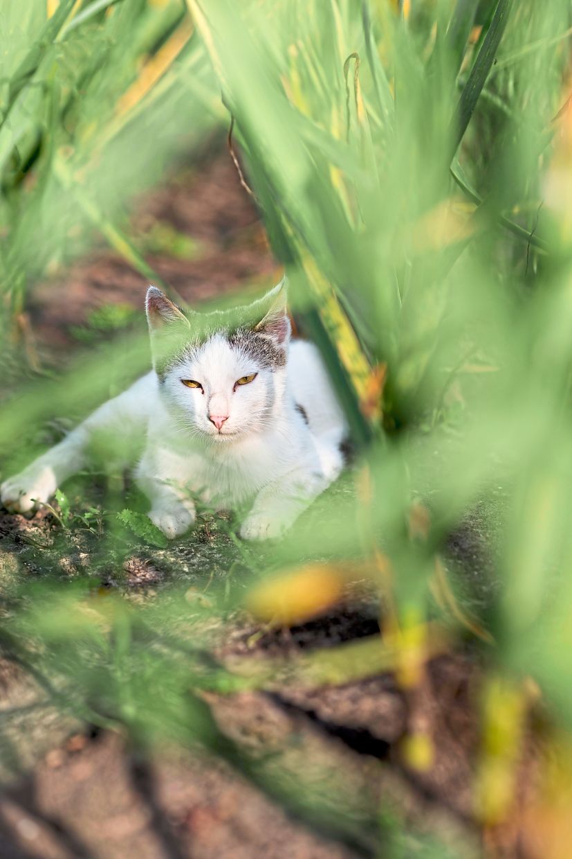 For many cats, having access to the outdoors is a great enrichment.