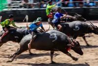 Beauty pageant for buffaloes in Thailand raises status of the humble animal