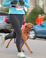 Keep your dog in good health with a fitness routine