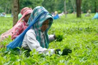 Extreme rains hit India's premier Darjeeling tea estates