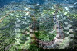 Well-preserved Amazon rainforest can protect Indigenous people from diseases: study