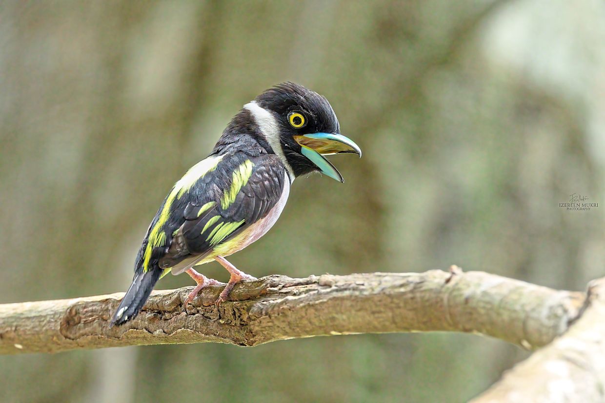 The Black-and-Yellow Broadbill, a striking species that depends on a healthy forest ecosystem to survive, photographed at KL East Park by SDP ecologist Izereen Mukri.