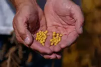 Trump team presses unlikely buyers to snap up US soybeans