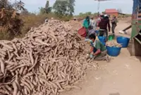 Cambodia earns US$3.8bil from exports of agricultural products in first nine months