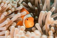 QuickCheck: Is it true that all clownfish are born male?