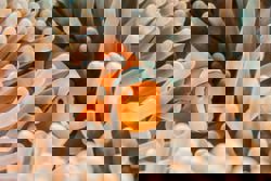 QuickCheck: Is it true that all clownfish are born male?