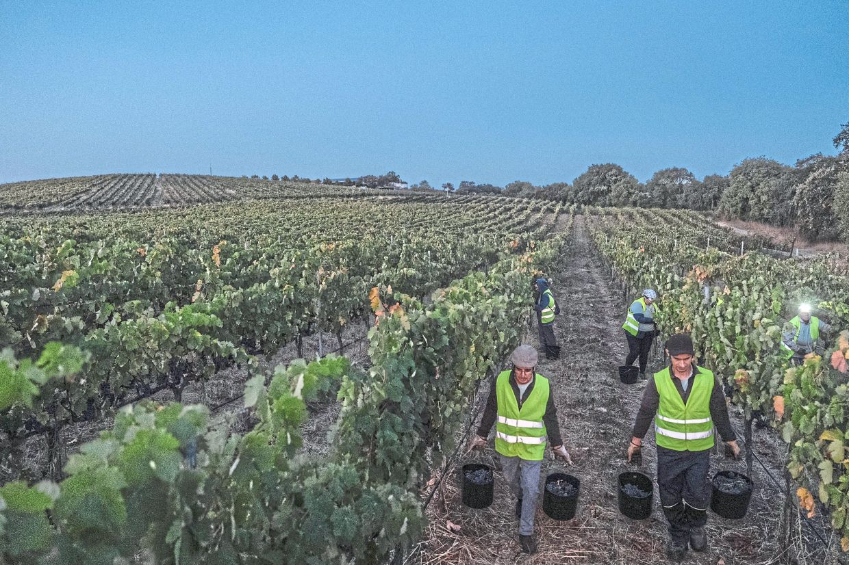 Workers taking the last buckets full of wine grapes at daybreak after working through the night at the Herdade da Fonte Santa vineyard.